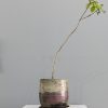 pot02