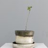 pot15