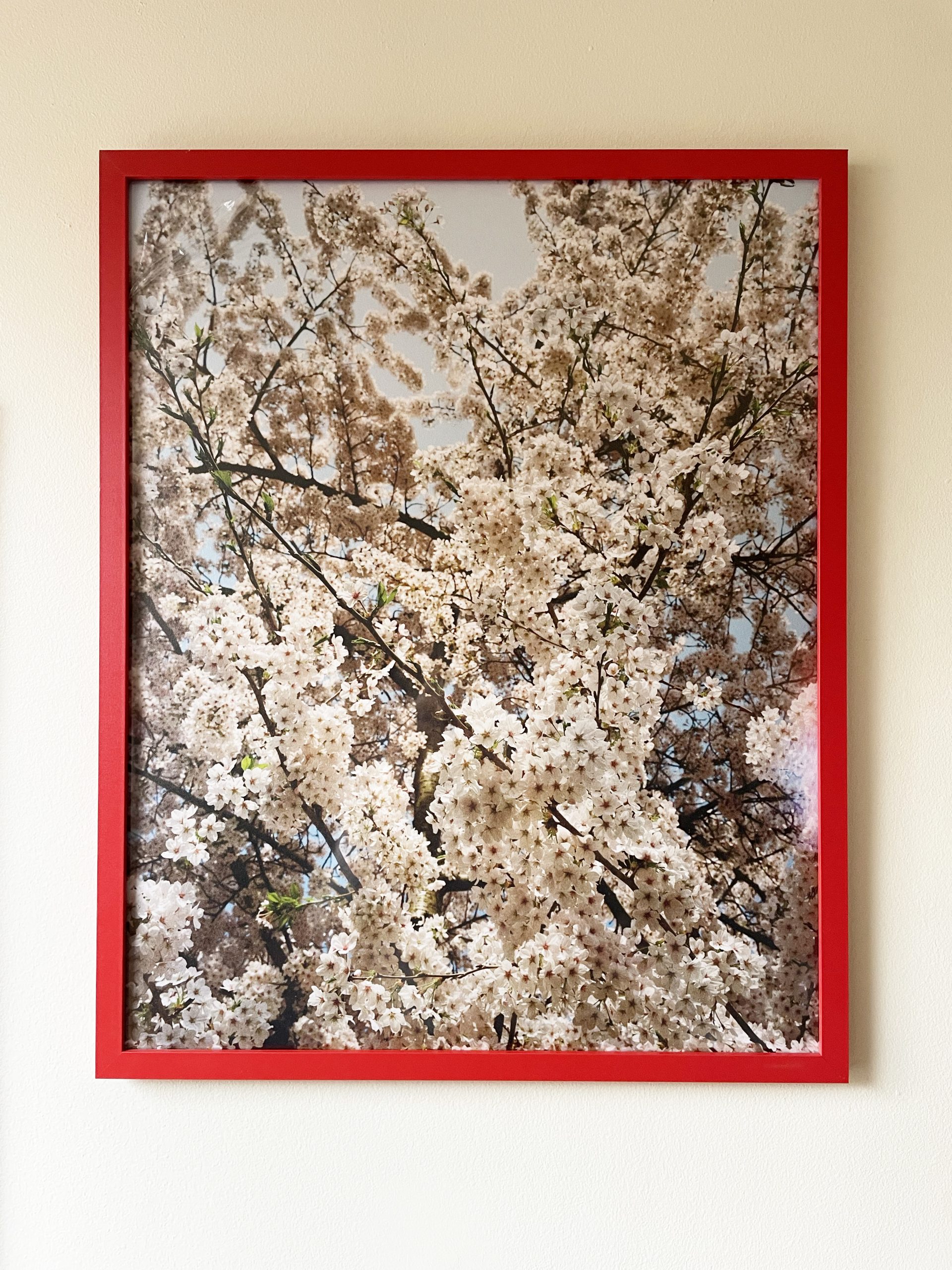 londom sakura in situ 2