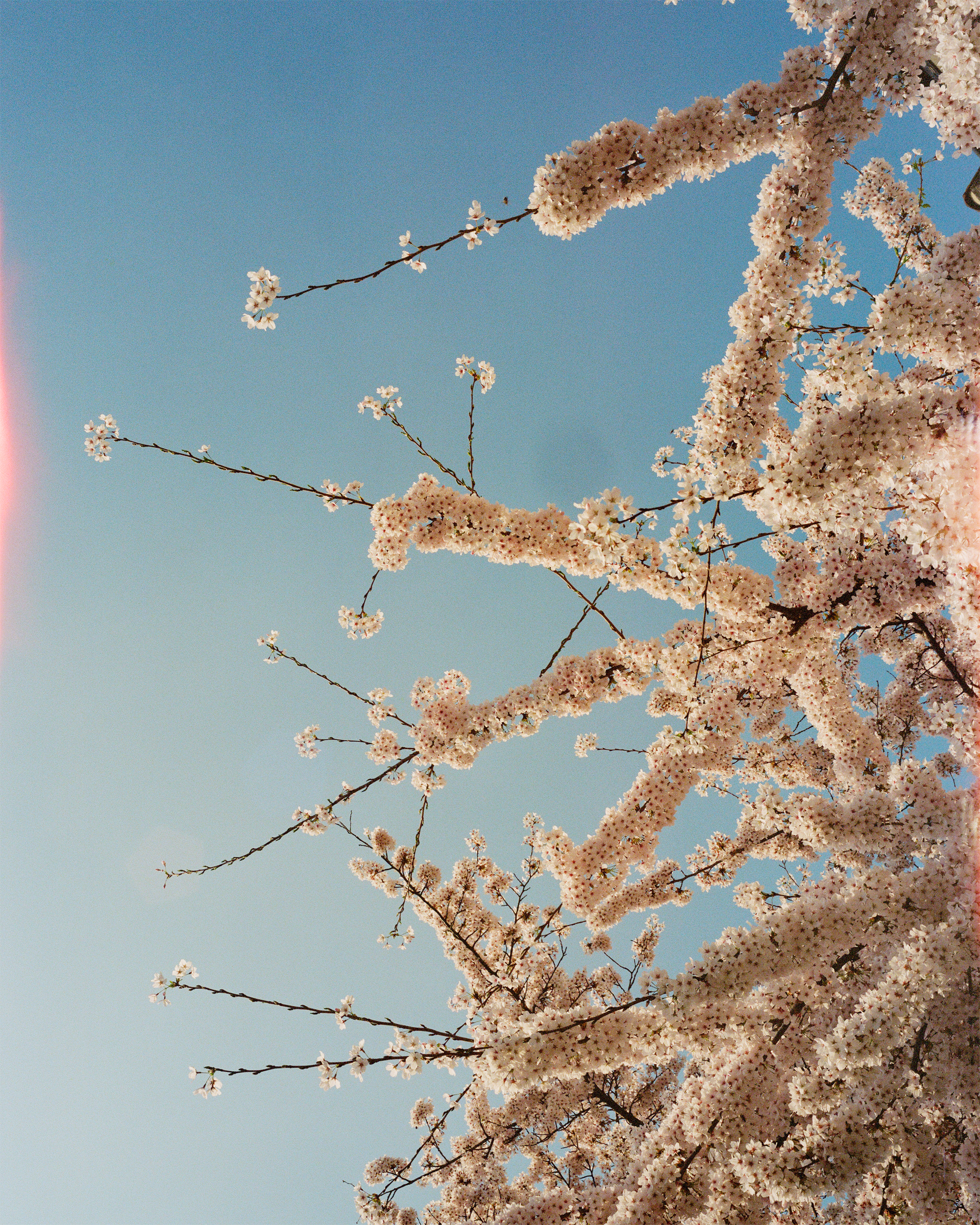 sophie polyviou london sakura i 72dpi