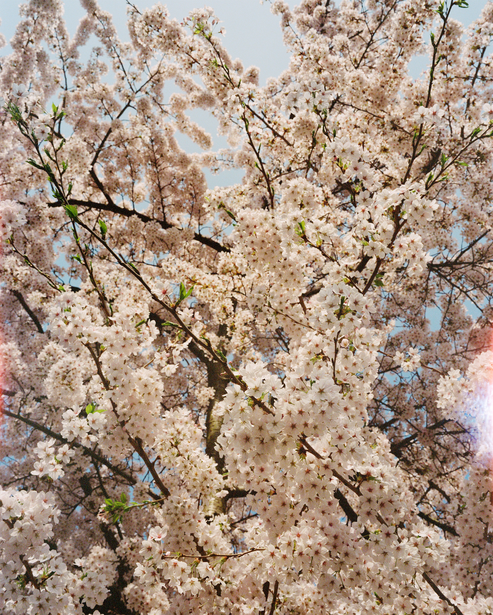 sophie polyviou london sakura ii 72dpi